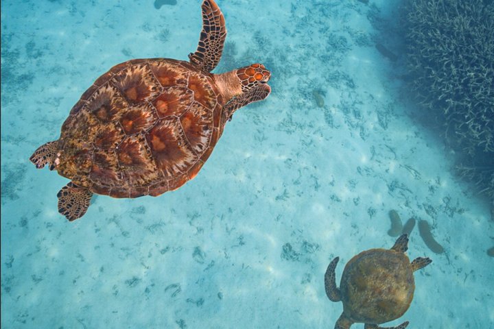 Ultimate Ocean Encounter Group Charter