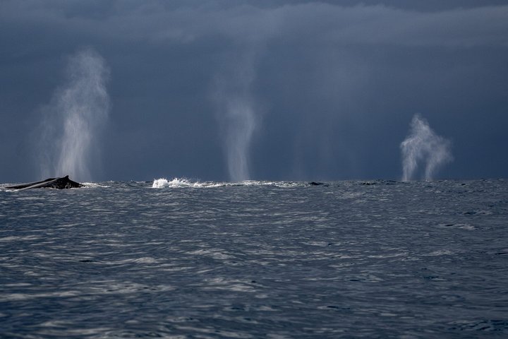 Ultimate Ocean Encounter Group Charter