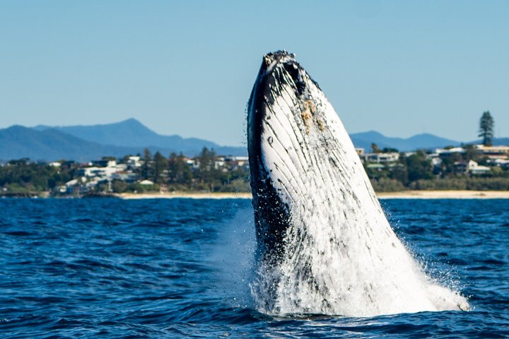 Whale Watching Tour - Fast Boat