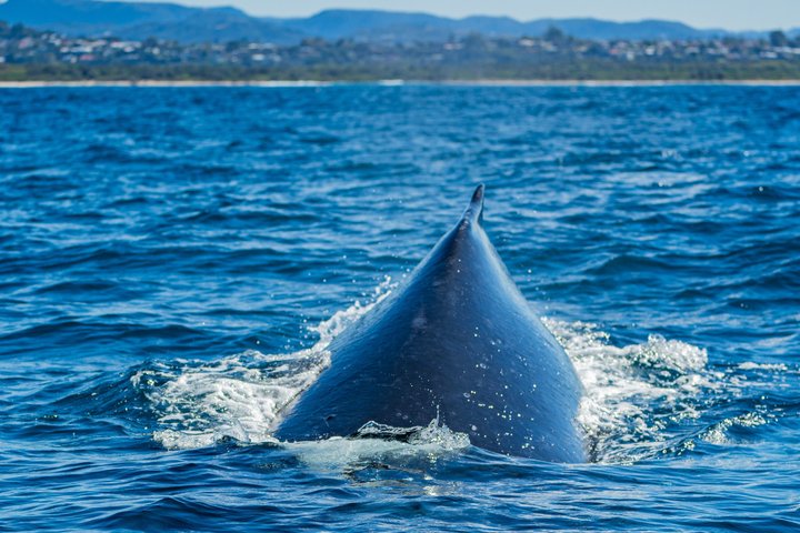 Whale Watching Tour - Fast Boat