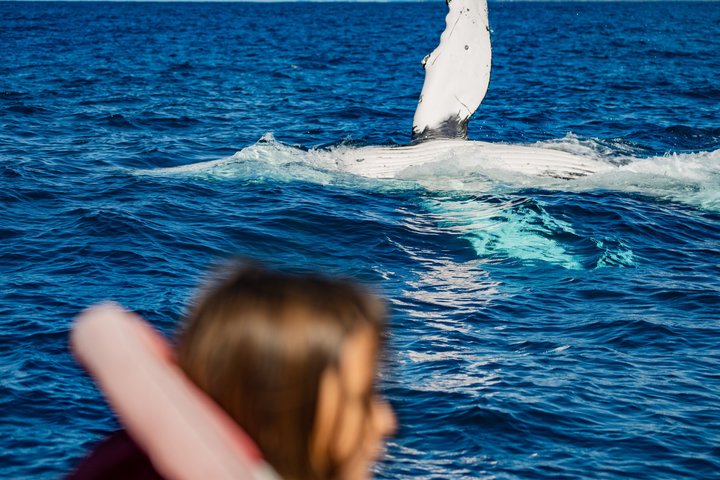 Whale Watching Tour - Fast Boat