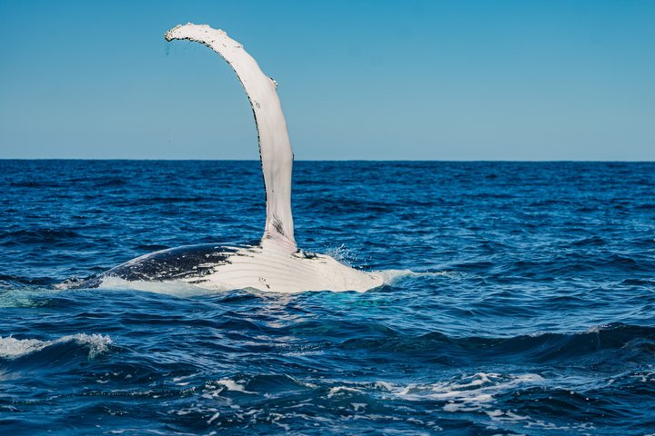Whale Watching Tour - Fast Boat