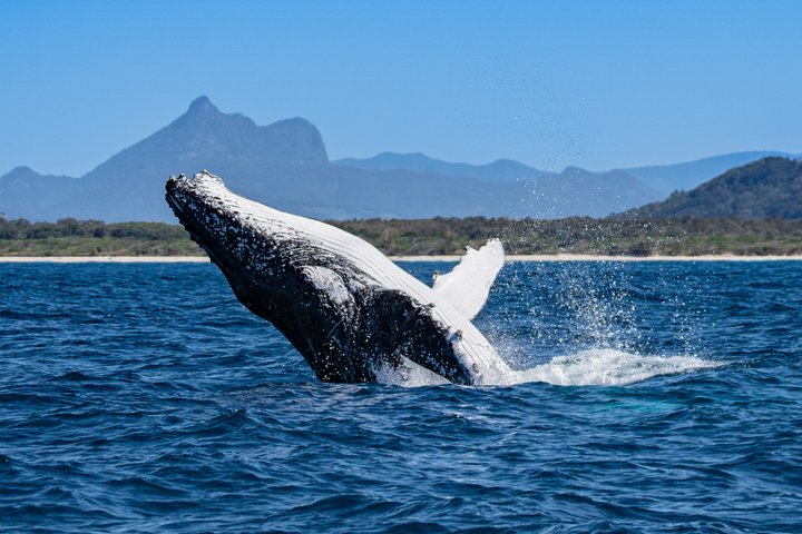 Whale Watching Tour - Fast Boat