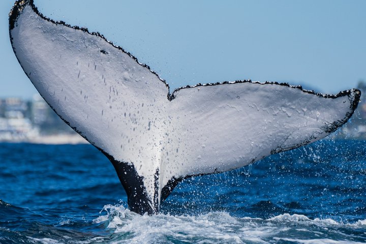 Whale Watching Tour - Fast Boat