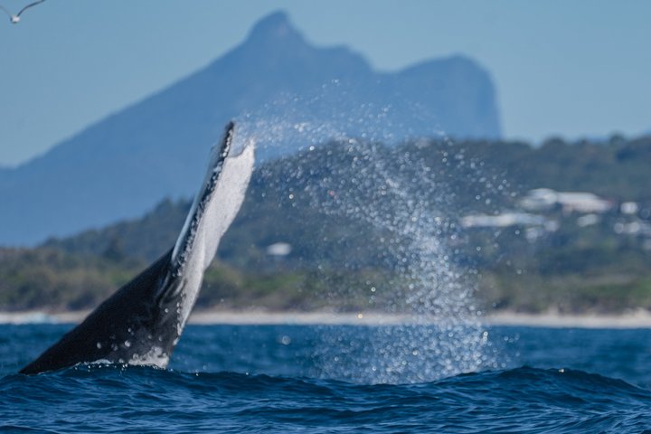 Whale Watching Tour - Fast Boat