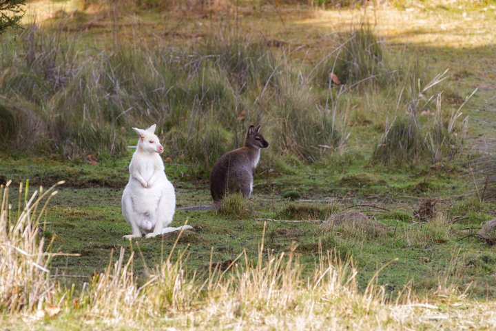 Bruny Island Full Day Tour inc Exclusive Lighthouse Tour