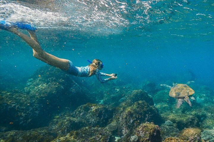 Snorkel with the Turtles - Fast Boat