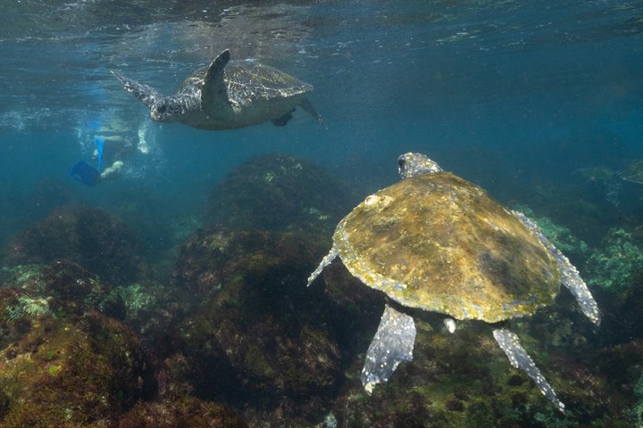 Snorkel with the Turtles - Fast Boat