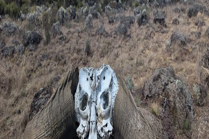 Best Kilimanjaro hiking day trip tour From Arusha/Moshi