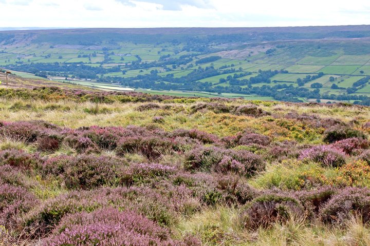 North York Moors and Whitby Day Tour from York