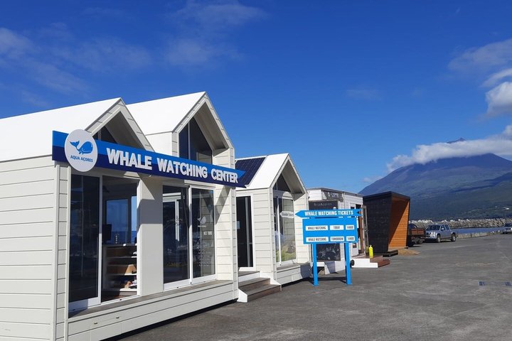 Whale and Dolphin Watching in Pico Island - Half Day