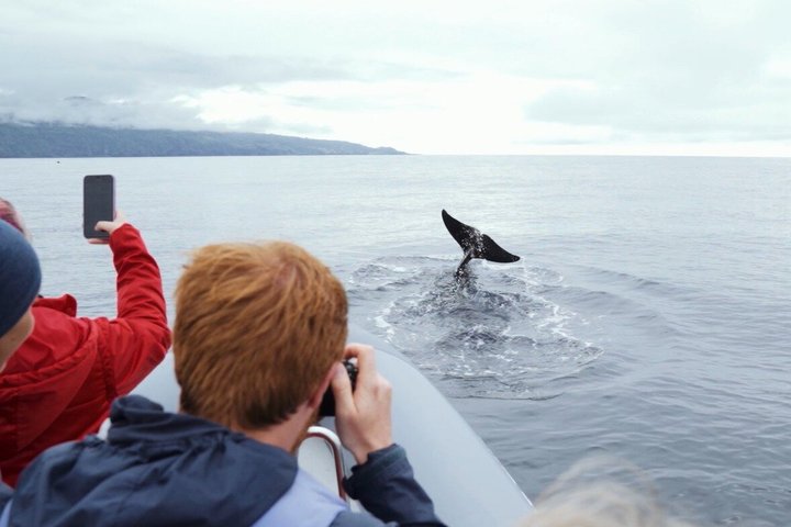 Whale and Dolphin Watching in Pico Island - Half Day