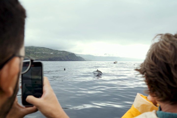 Whale and Dolphin Watching in Pico Island - Half Day