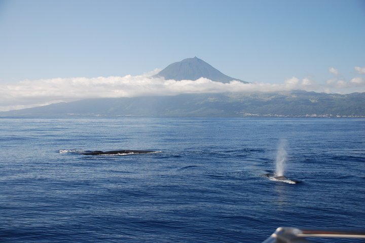 Whale and Dolphin Watching in Pico Island - Half Day