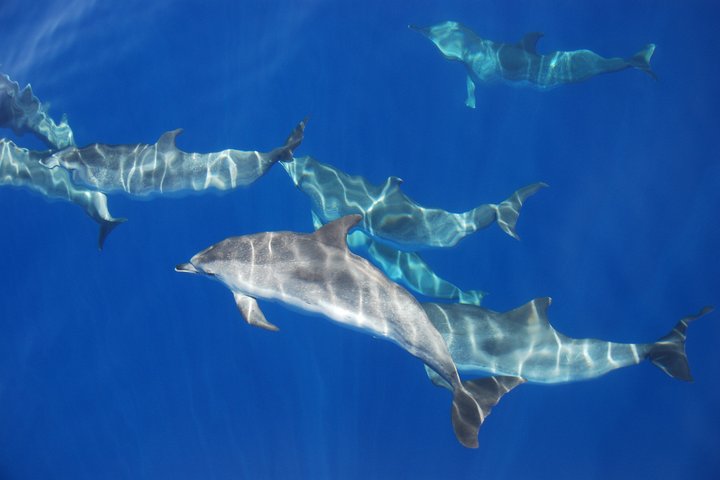 Whale and Dolphin Watching in Pico Island - Half Day
