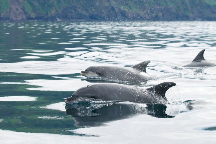 Whale and Dolphin Watching in Pico Island - Half Day