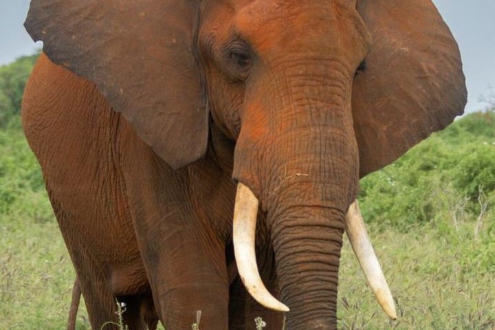 2-Day Taita Hills Salt Lick Lodge Sanctuary Safari Adventure