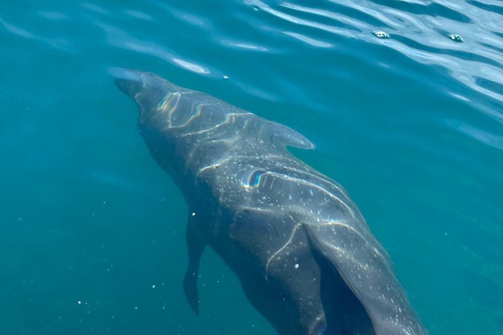 Whale Watching with Snorkeling and Fishing in Puerto Jiménez