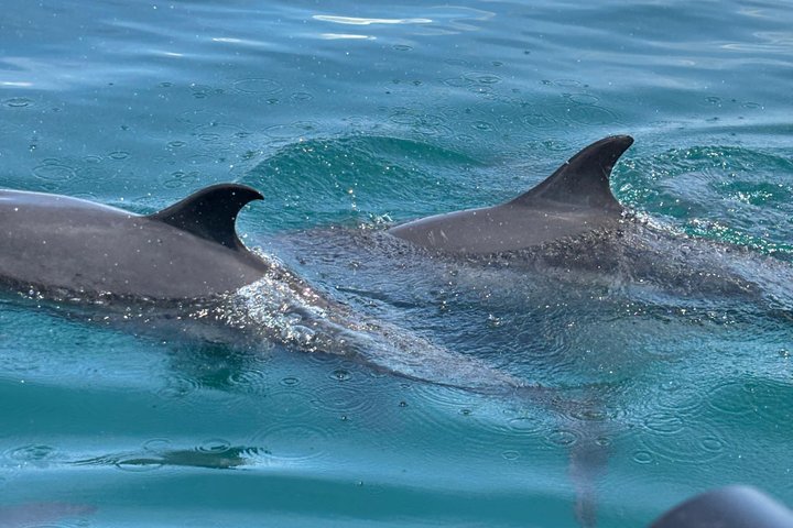 Whale Watching with Snorkeling and Fishing in Puerto Jiménez