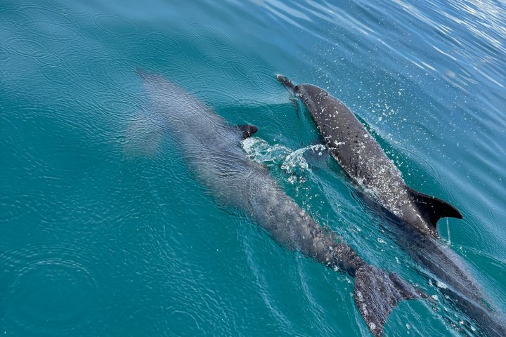 Whale Watching with Snorkeling and Fishing in Puerto Jiménez