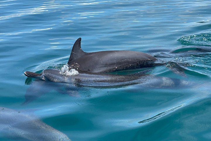 Whale Watching with Snorkeling and Fishing in Puerto Jiménez