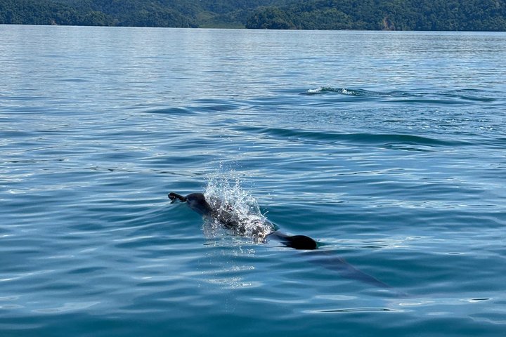 Whale Watching with Snorkeling and Fishing in Puerto Jiménez