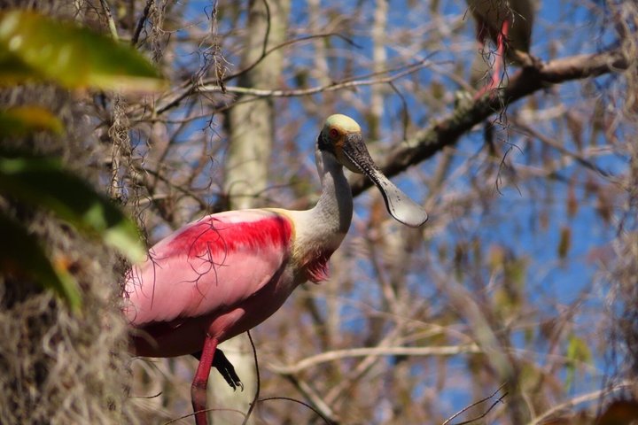 Everglades National Park: 3 Hikes + 90 minute Boat Tour + Lunch