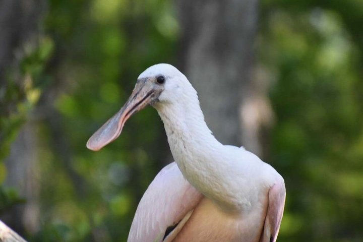 Everglades National Park: 3 Hikes + 90 minute Boat Tour + Lunch
