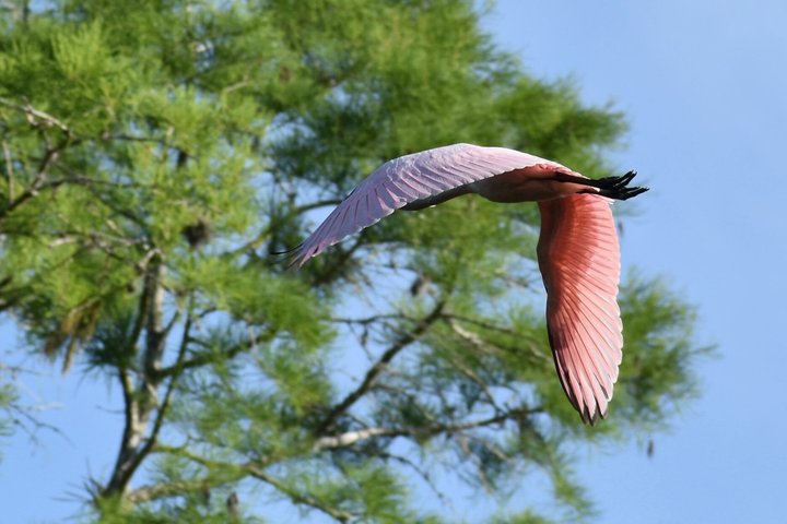Everglades National Park: 3 Hikes + 90 minute Boat Tour + Lunch