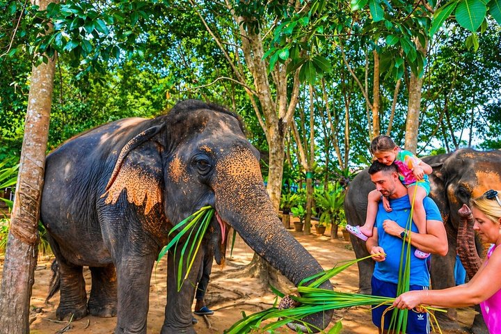Koh Samui: Elephant Nature Care, the largest elephant sanctuary