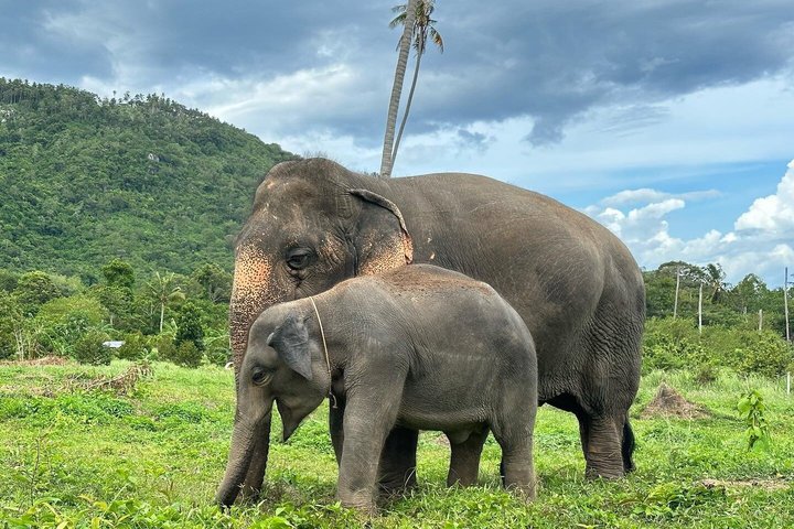 Koh Samui: Elephant Nature Care, the largest elephant sanctuary