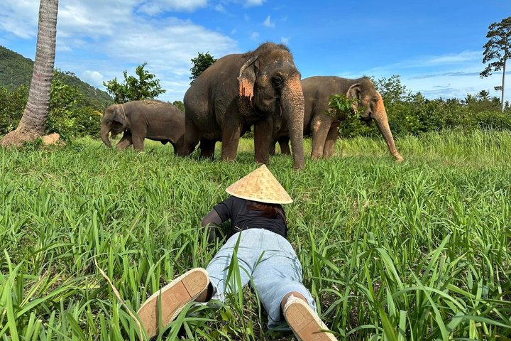 Koh Samui: Elephant Nature Care, the largest elephant sanctuary