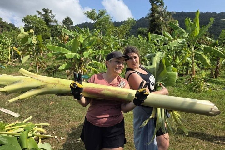 Koh Samui: Elephant Nature Care, the largest elephant sanctuary