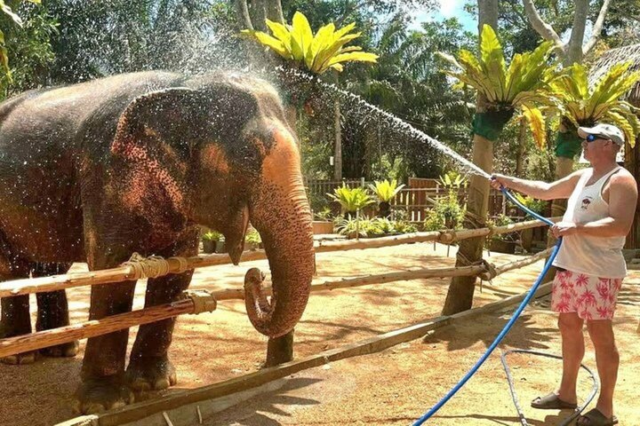 Koh Samui: Elephant Nature Care, the largest elephant sanctuary