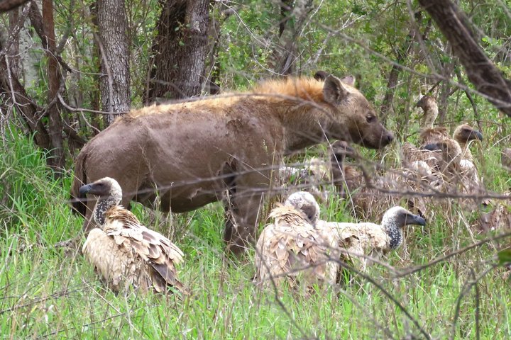 Kruger National Park - Private full day Safari trip.
