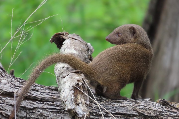 Kruger National Park - Private full day Safari trip.