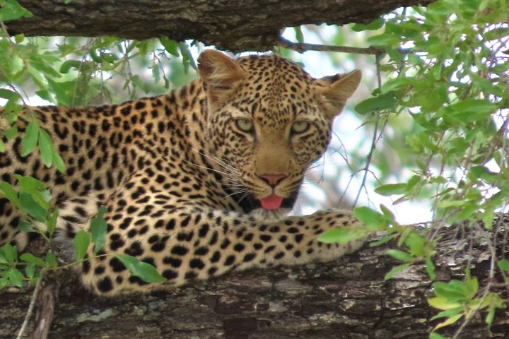 Kruger National Park - Private full day Safari trip.