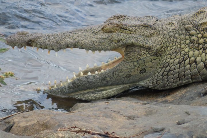 Kruger National Park - Private full day Safari trip.