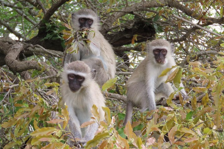 Kruger National Park - Private full day Safari trip.
