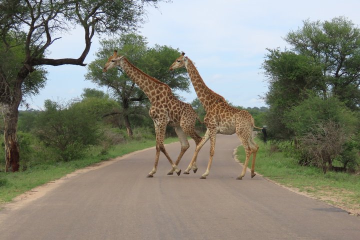 Kruger National Park - Private full day Safari trip.
