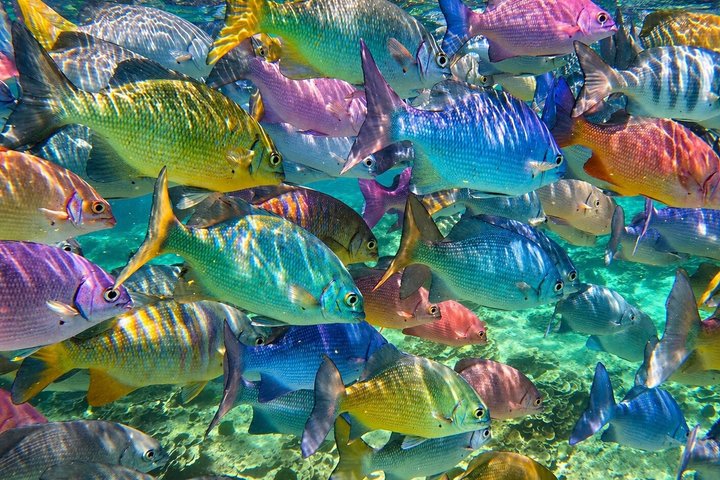 Koh Samui: Koh Tao & Koh Nang Yuan Snorkeling Tour by Speed Boat