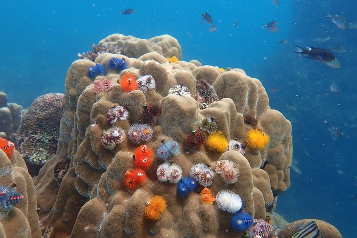 Koh Samui: Koh Tao & Koh Nang Yuan Snorkeling Tour by Speed Boat