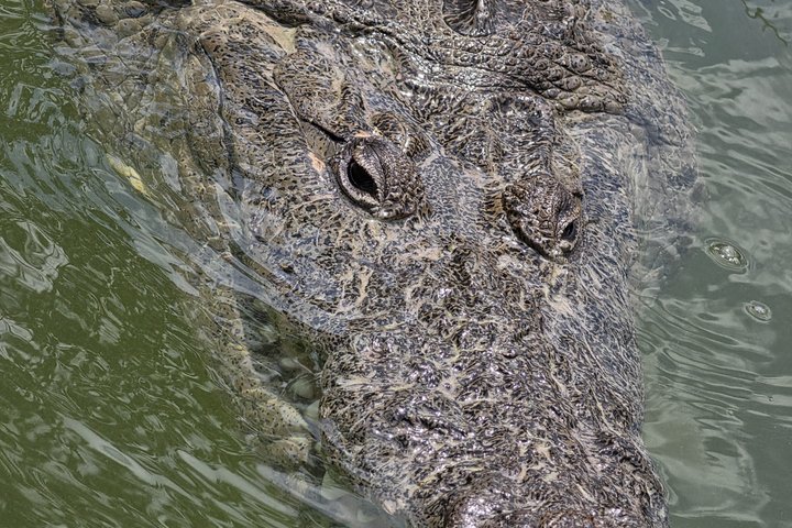 Nature Tour in Rio Lizards: Crocodiles and Flamingos