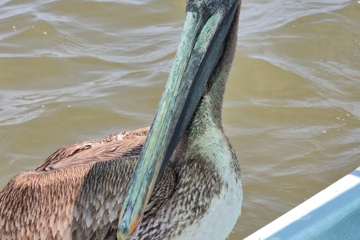 Nature Tour in Rio Lizards: Crocodiles and Flamingos