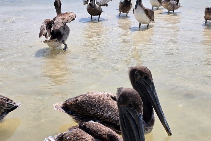 Nature Tour in Rio Lizards: Crocodiles and Flamingos