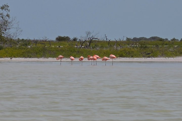 Nature Tour in Rio Lizards: Crocodiles and Flamingos