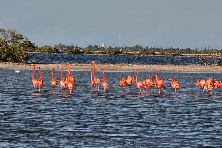 Nature Tour in Rio Lizards: Crocodiles and Flamingos