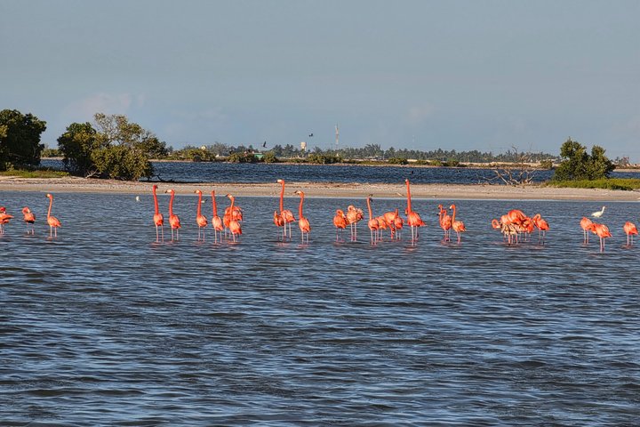 Nature Tour in Rio Lizards: Crocodiles and Flamingos