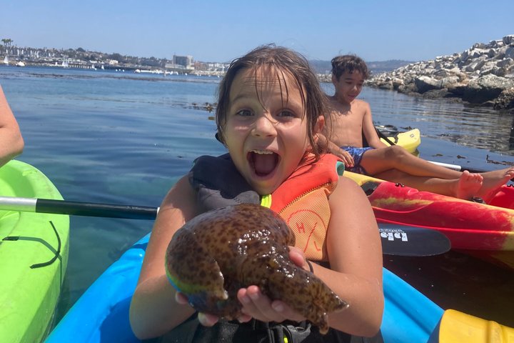 Kayak with Sea Lions in a Calm, Beautiful, Redondo Beach Harbor
