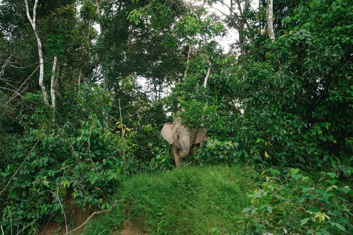 Sandakan: 3D2N Wildlife Cruise and Live Like a Local